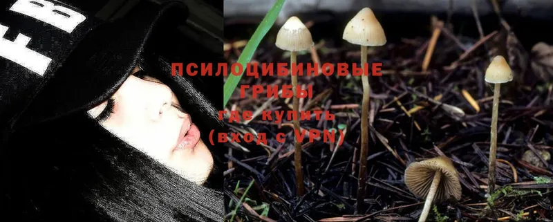 Галлюциногенные грибы Psilocybine cubensis  Кирово-Чепецк 